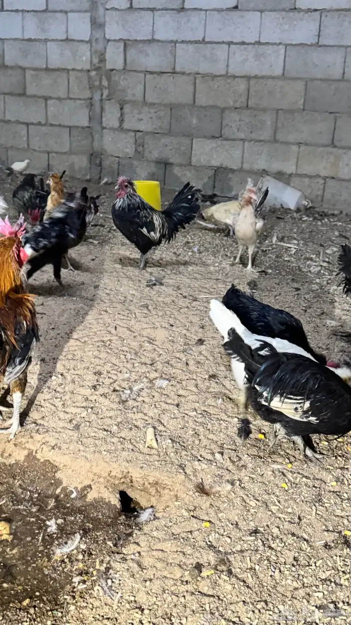 دجاج كويتي حباحب مشكل 89