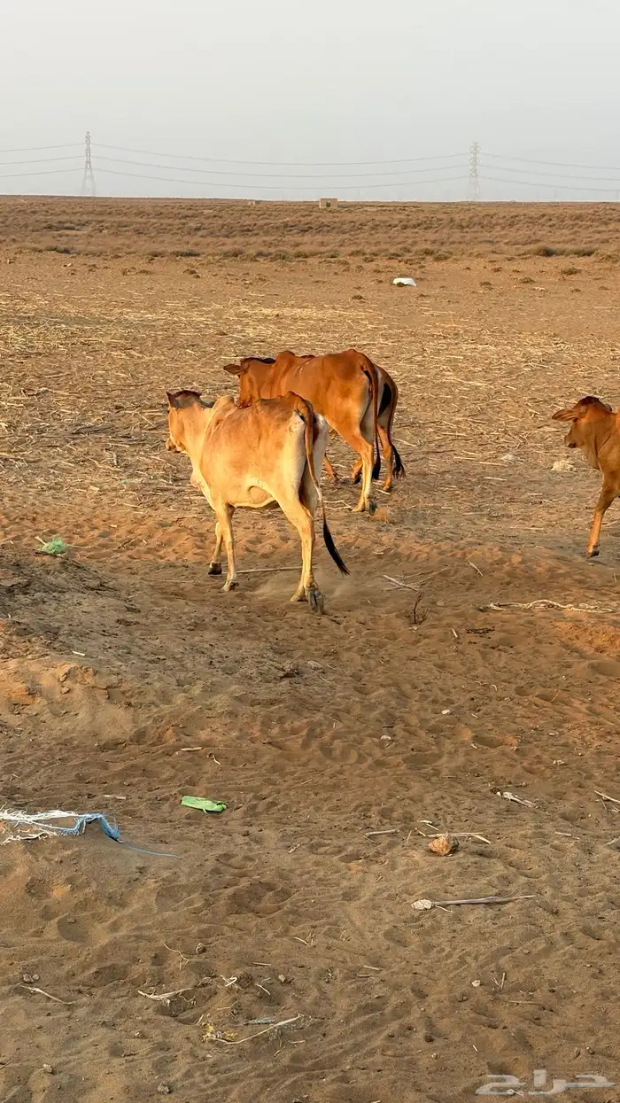 للبيع بقر رعويات مراح واحد 2