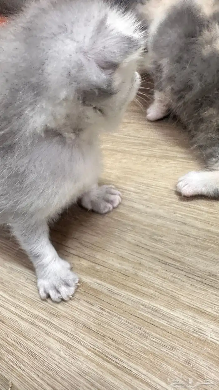 كيتن سكوتش فولد للحجز للبيع 0