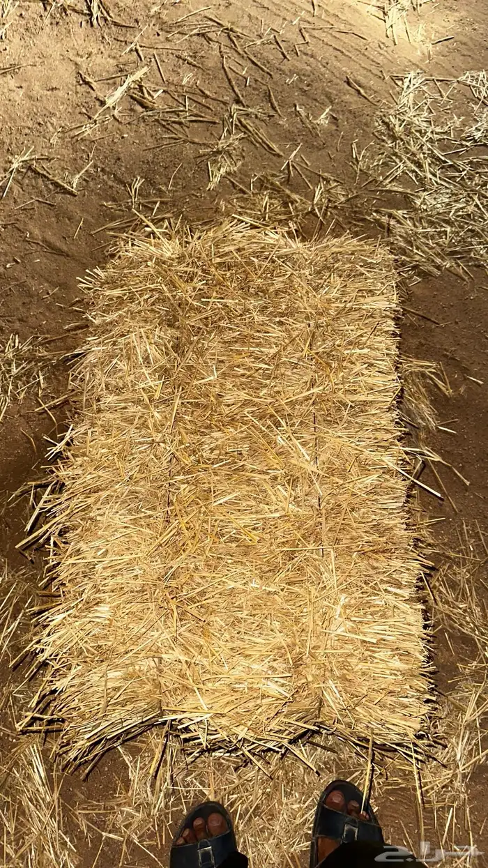 تبن للبيع شد قوي من 92 الى متر 0