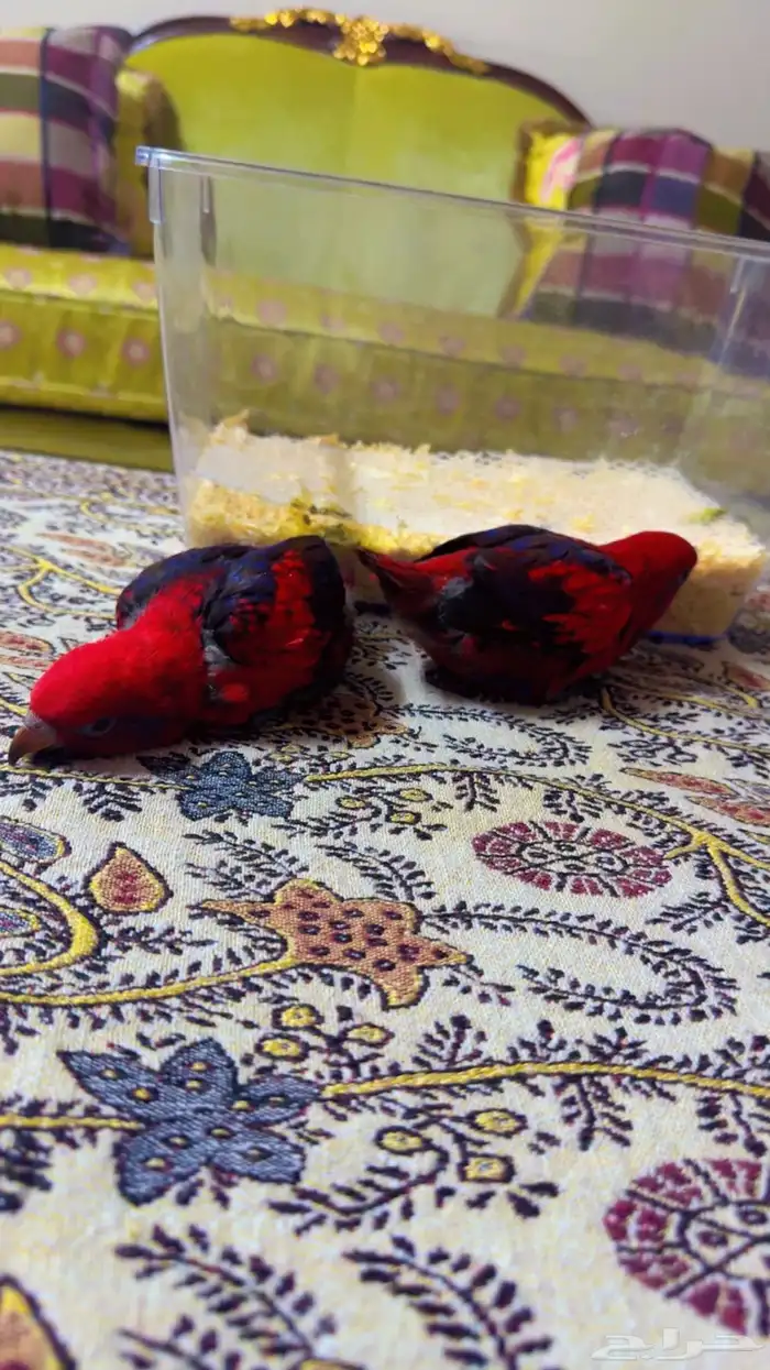 رد لوري ريد لوري فرخين انتاج محلي حجم سوبر جامبو 7