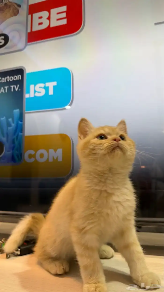 قط شيرازي ذكر 9