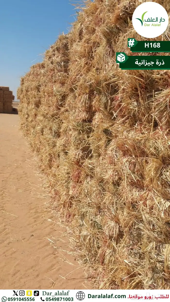 ذرة جيزانية 3