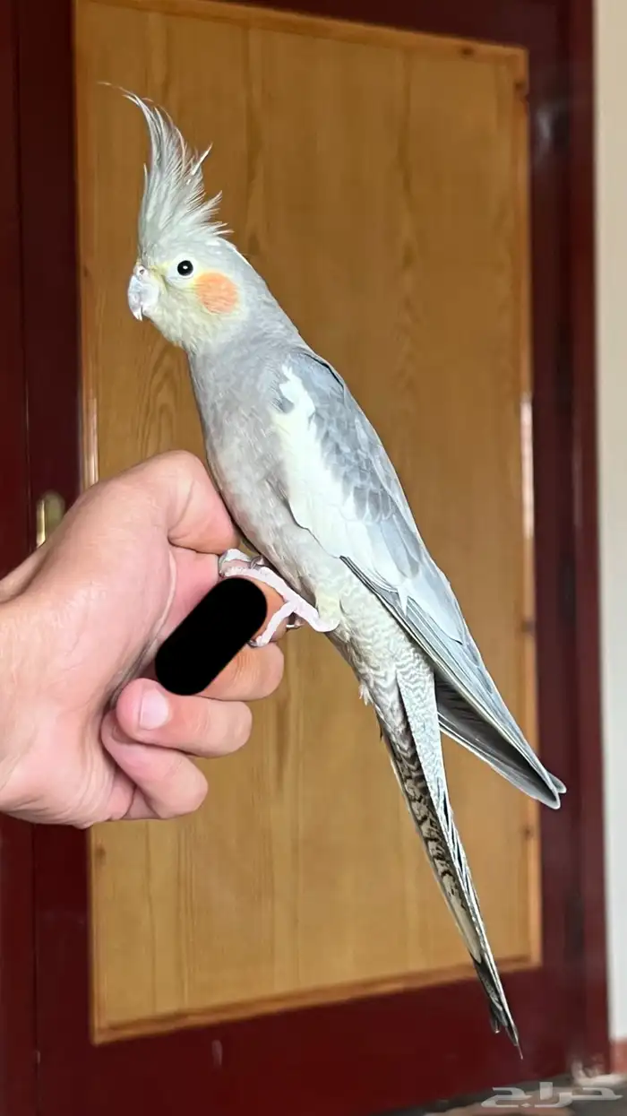 كروان أليف 1