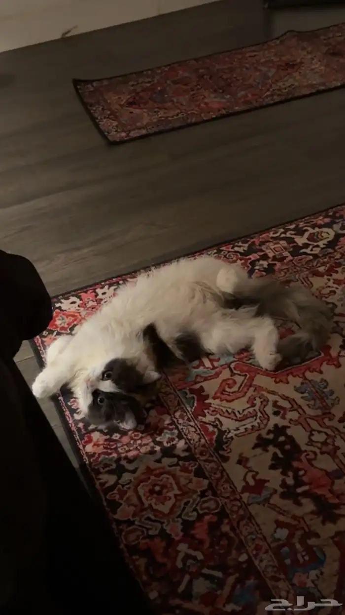 قطة انثى للبيع 3