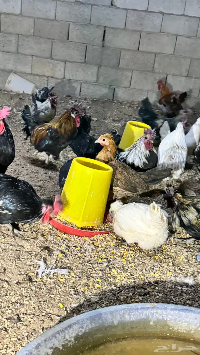 دجاج كويتي حباحب مشكل 87