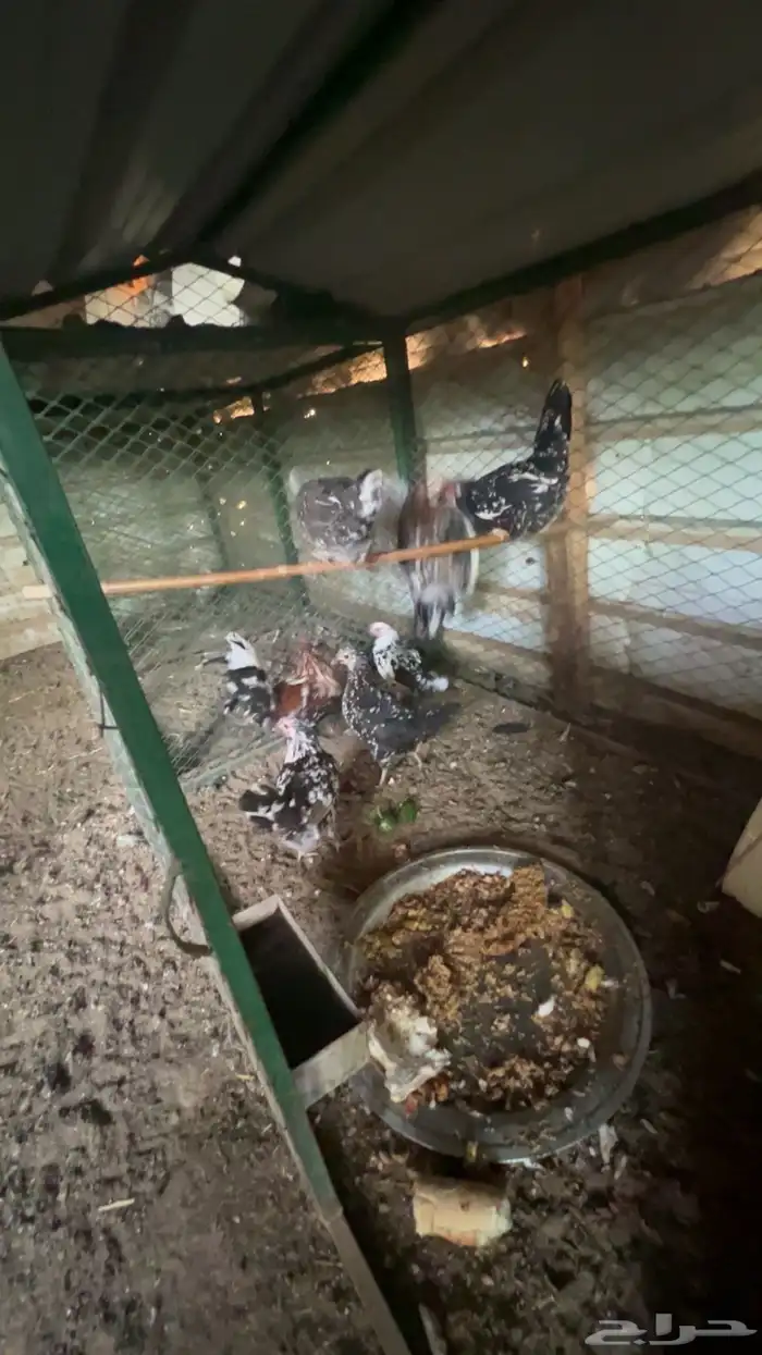 دجاج ماكنتوش كفو كفو نظيف 0