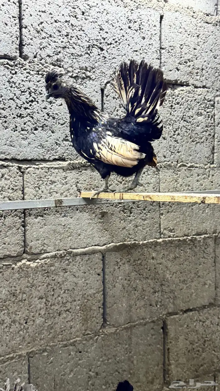 دجاج كويتي حباحب مشكل 65