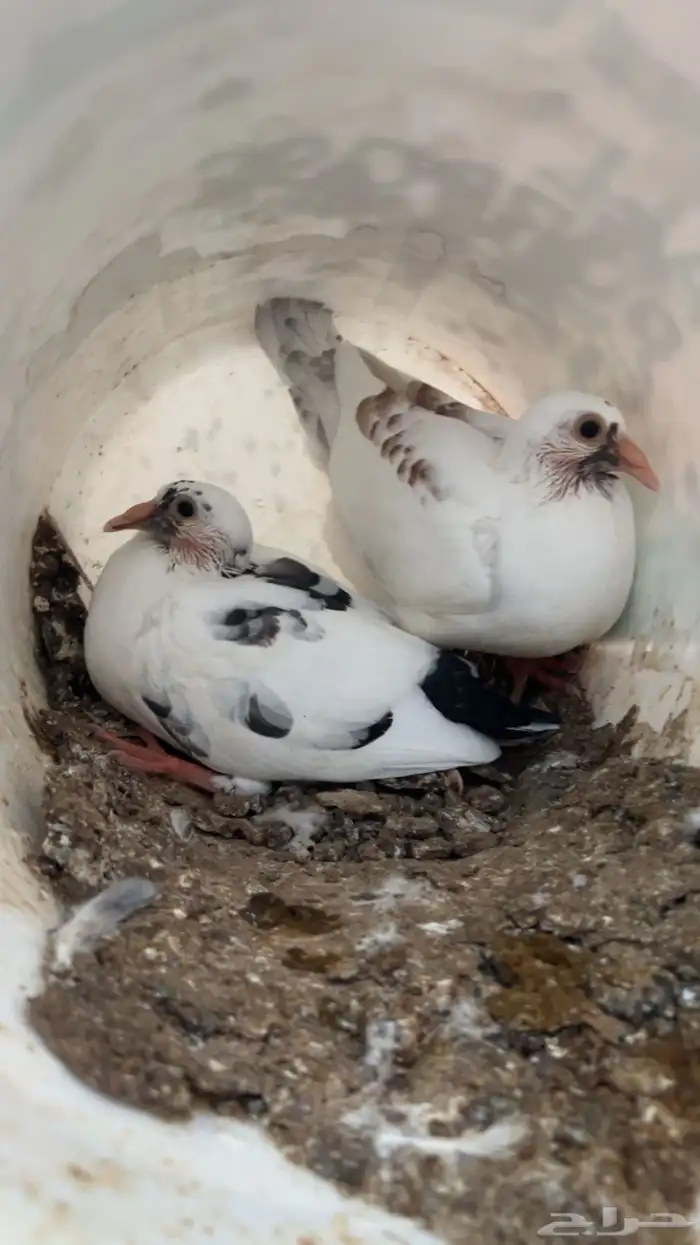 فروخ حمام للبيع فرنسي سلفر 4