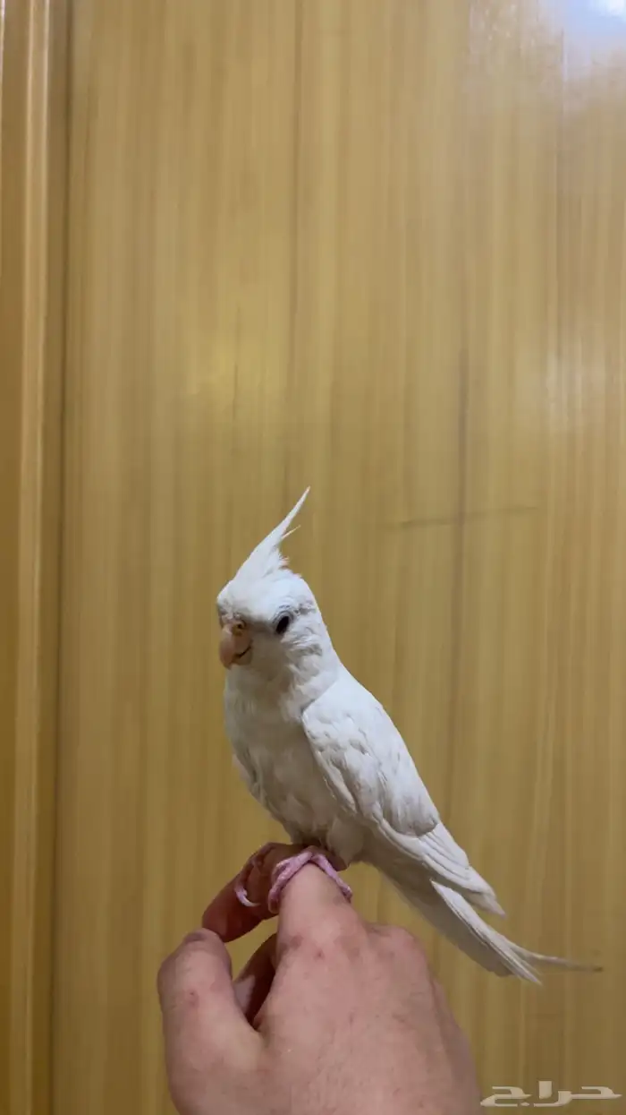 كروان هدد متكلم 2