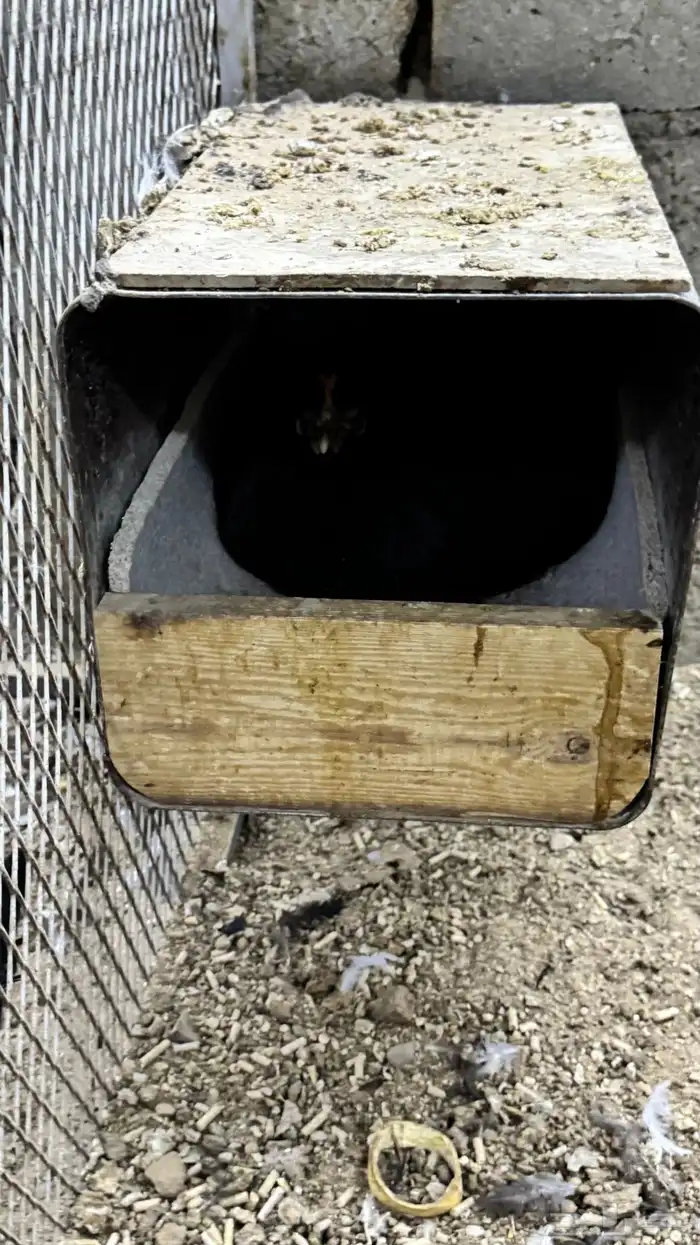 دجاج كويتي حباحب مشكل 39