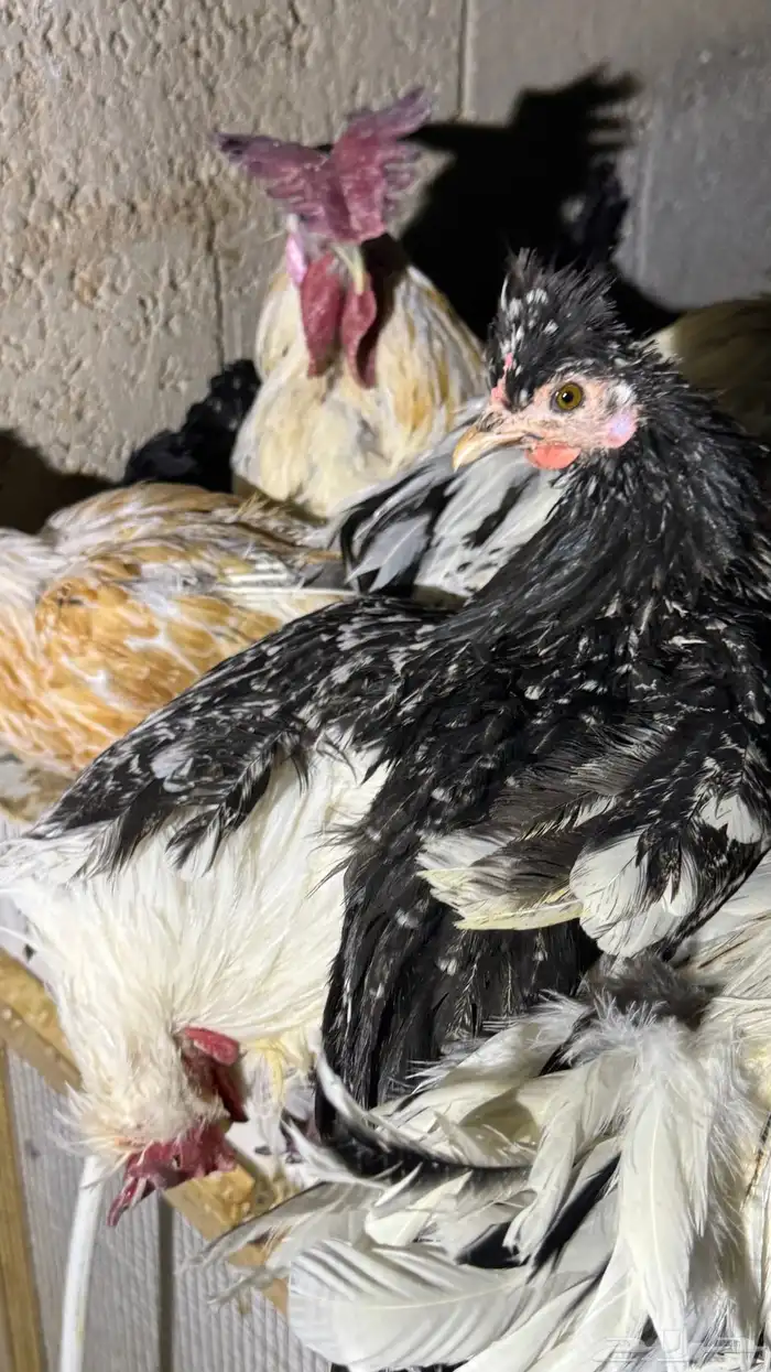 دجاج كويتي حباحب مشكل 82