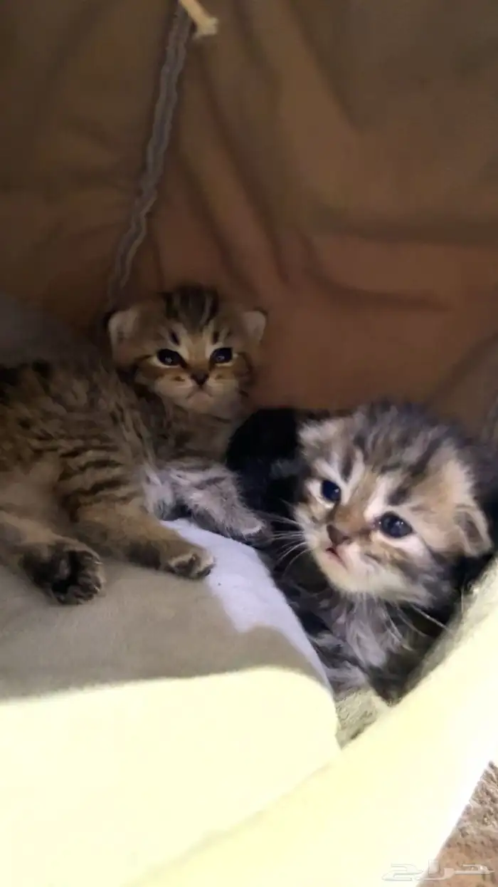 قطط سكوتش فولد مع شيرازي 5