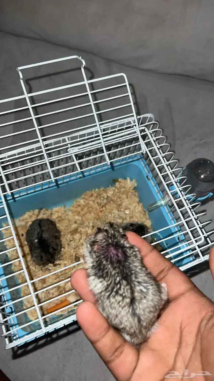 همستر البيع العدد5وخمسه عمرهم اسبوع 150 2