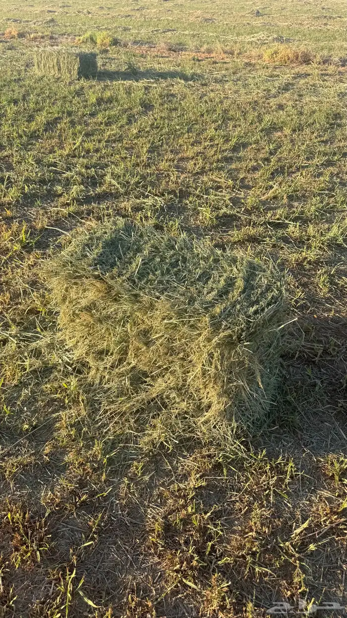 بلوبنك ناعم 0