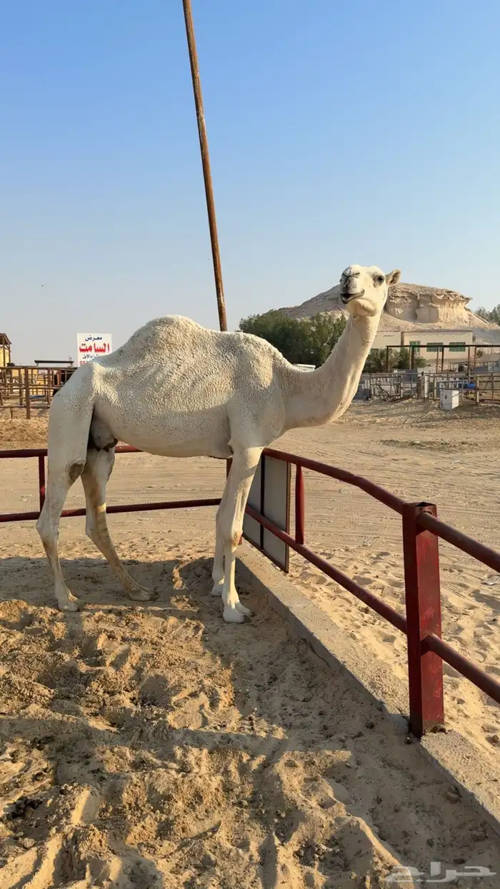 للبيع عشرا 0