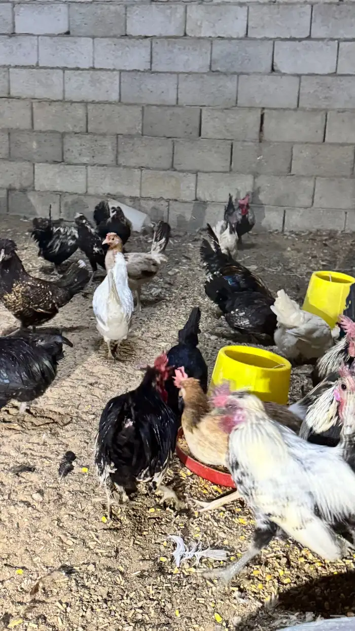 دجاج كويتي حباحب مشكل 91