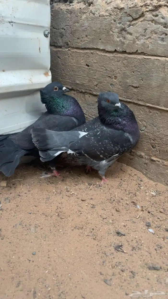 حمام مهجن وقاضي 1