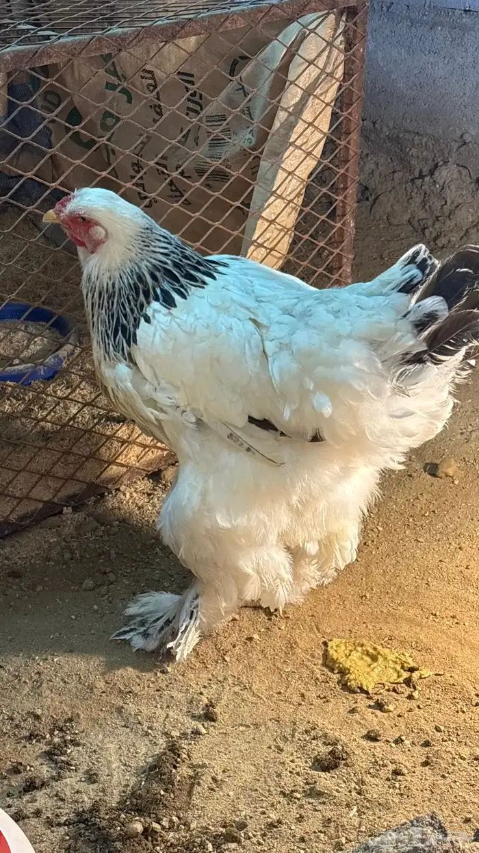 دجاجة وديك براهما شرط 0