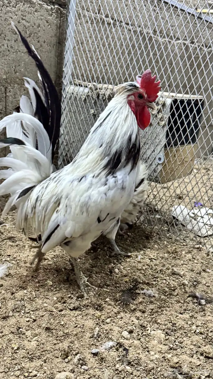 دجاج كويتي حباحب مشكل 6