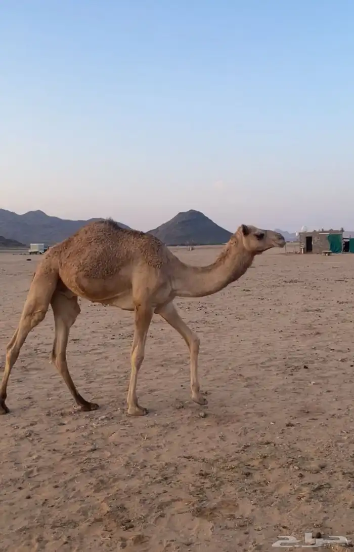 قعود هجن حر 0