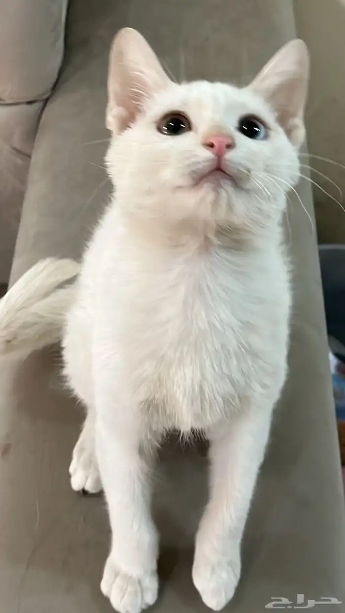 قط كتن للتبني 0