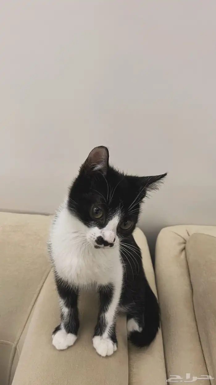 قط ذكر بلدي مع شيرازي للتبني 5