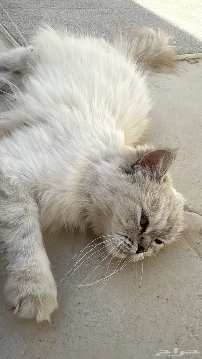 قط هاملايا 1