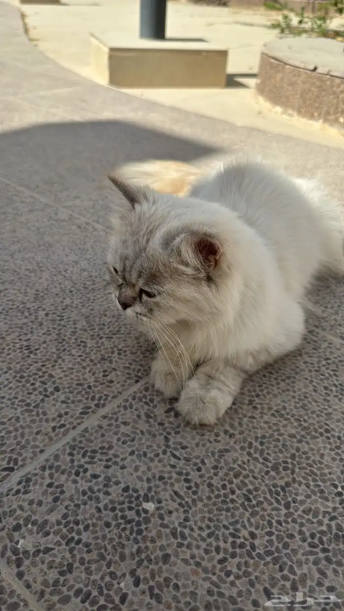 قط هاملايا 0