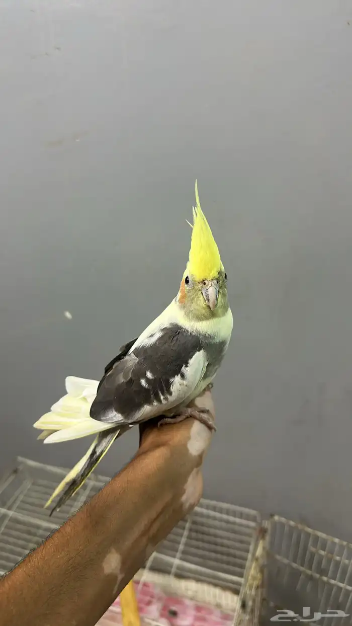 ببغاء كروان أليف 1