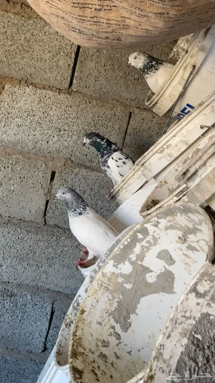 حمام كفو بلدي وبكستاني واتسسس 0