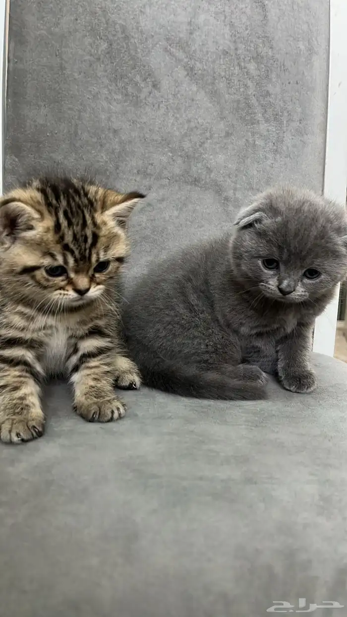 قطط للبيع المستعجل 0