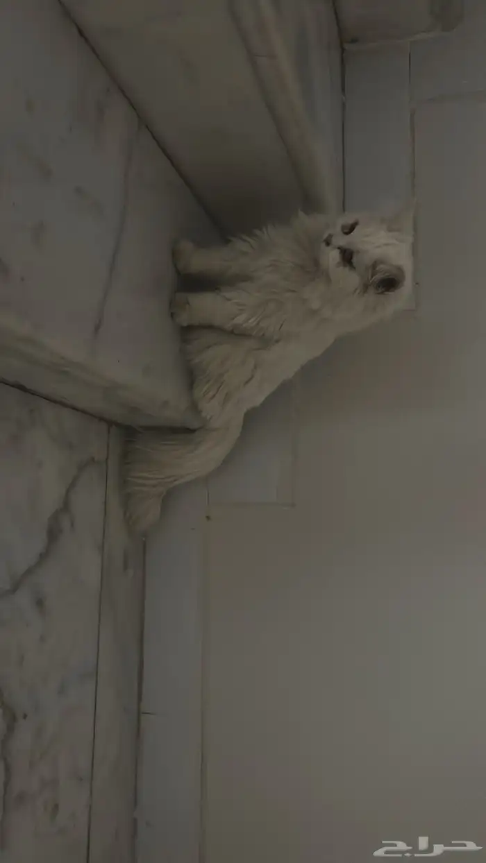 قطه للتبني لقيتها بالشارع 1