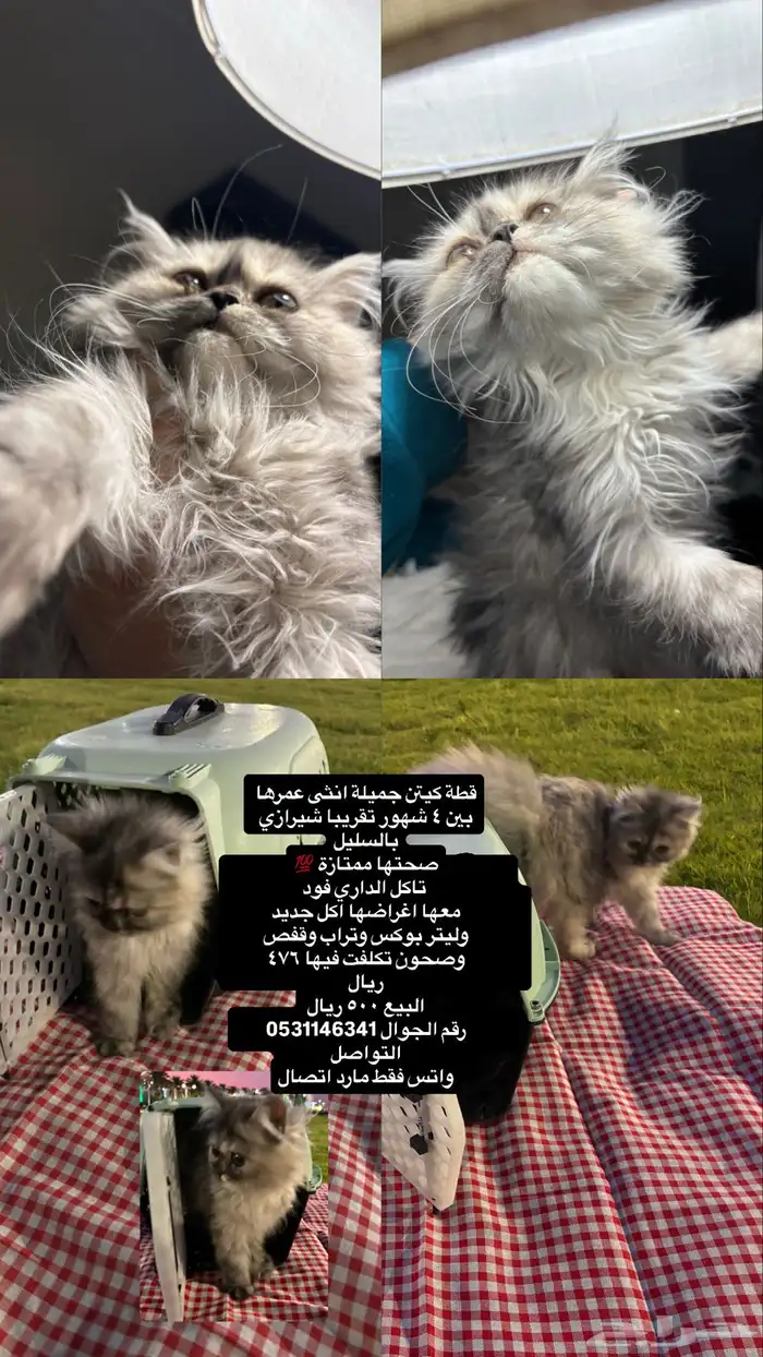 كيتن للبيع قطه للبيع 0