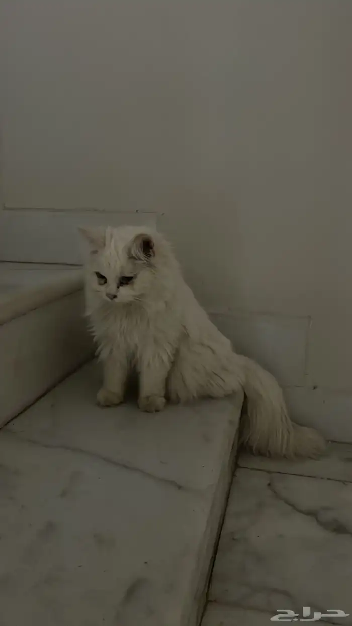 قطه للتبني لقيتها بالشارع 0
