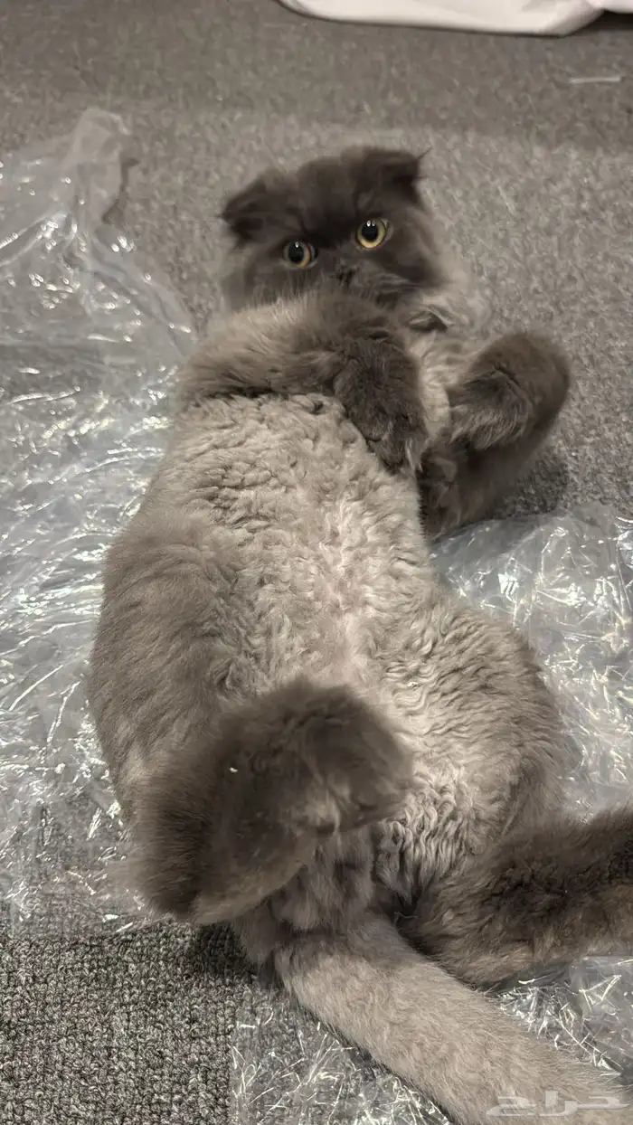 قطه سكوتش و شيرازي هجين 1