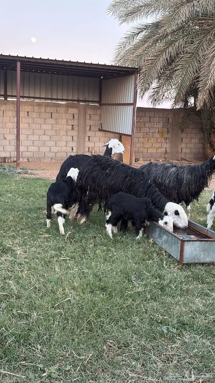 نعاج نجد ولد للبيع (تيماء ) 2