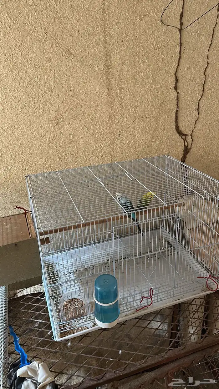 زوج للبيع مع ملحقاته طيور البادجي 1