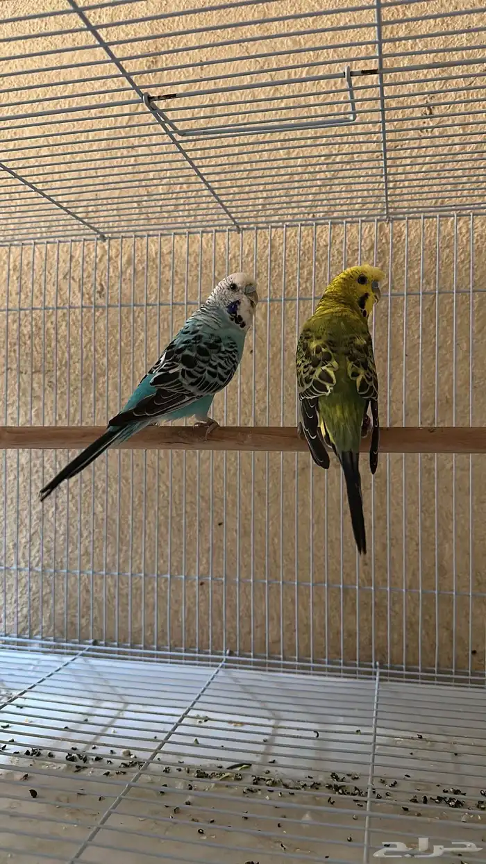 زوج للبيع مع ملحقاته طيور البادجي 0