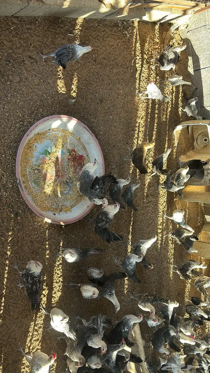 للبيع دجاج بلدي فيومي 1