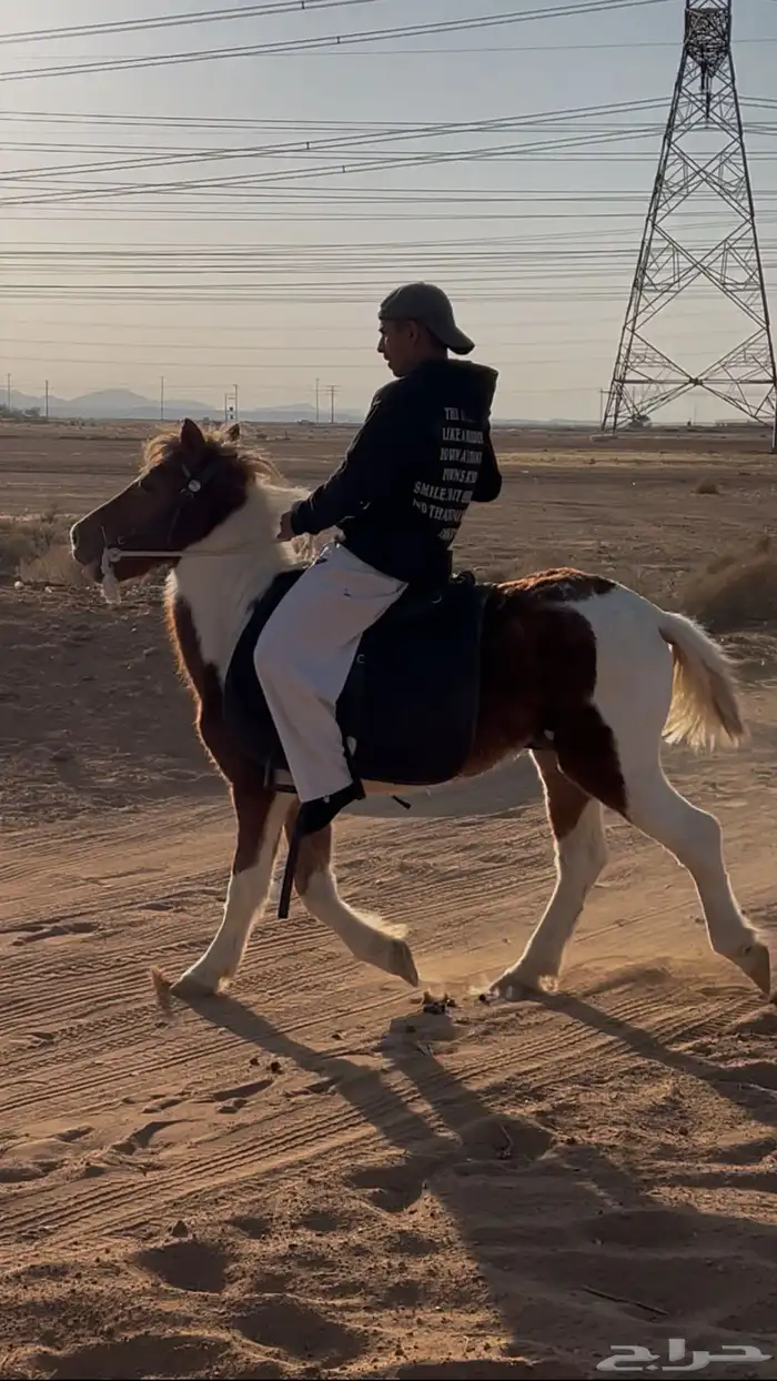 حصان سيسي للبيع 0