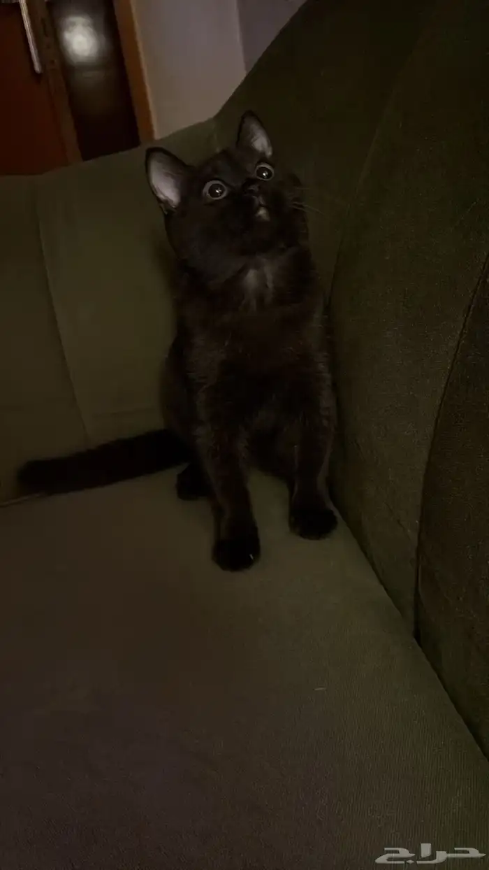 قطه سكوتش ستريت للبيع 2