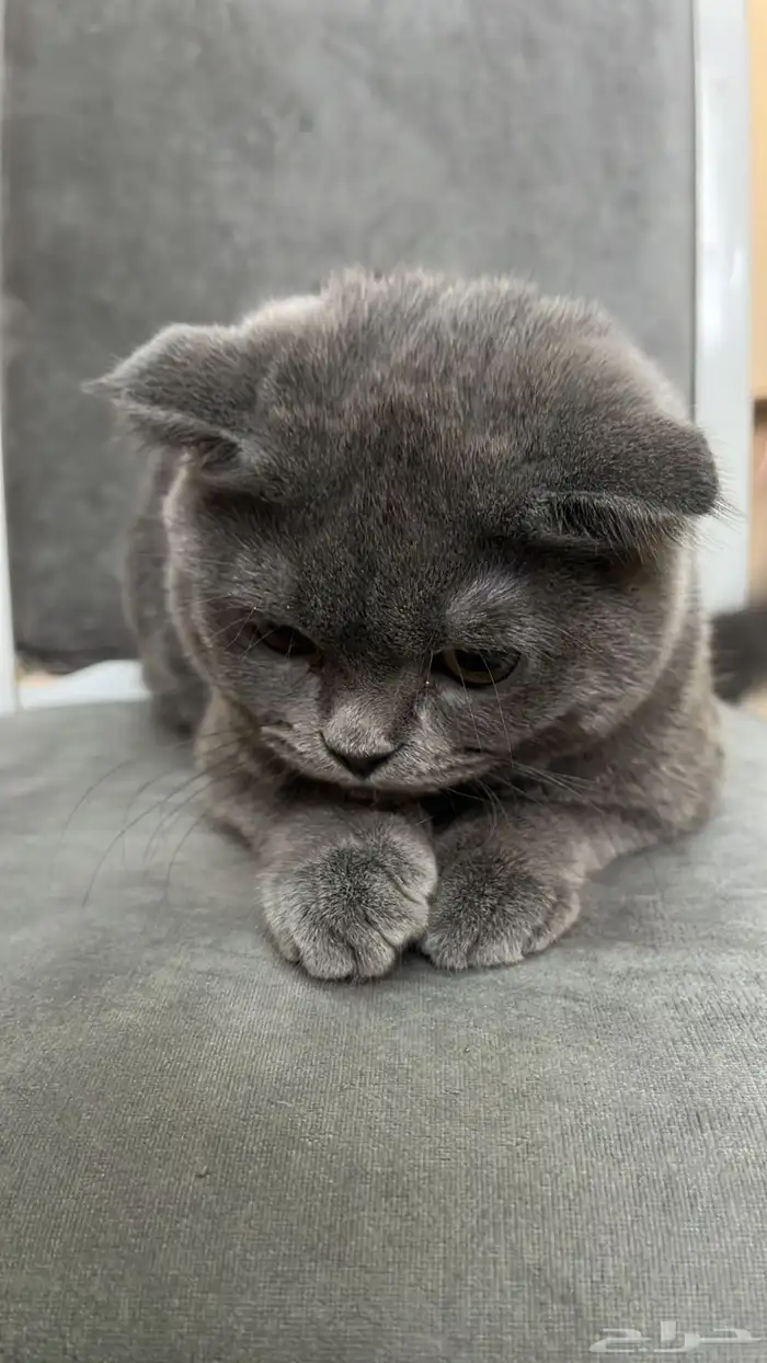 قطط للبيع المستعجل 3