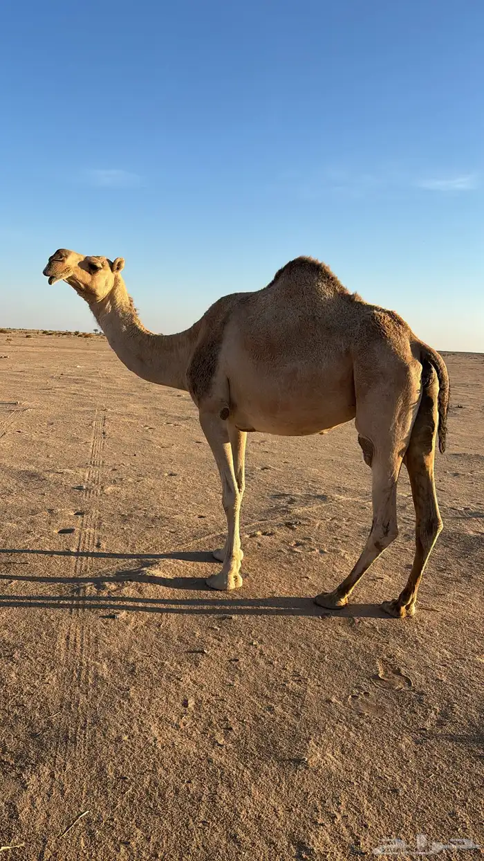 للبيع لقحه 1