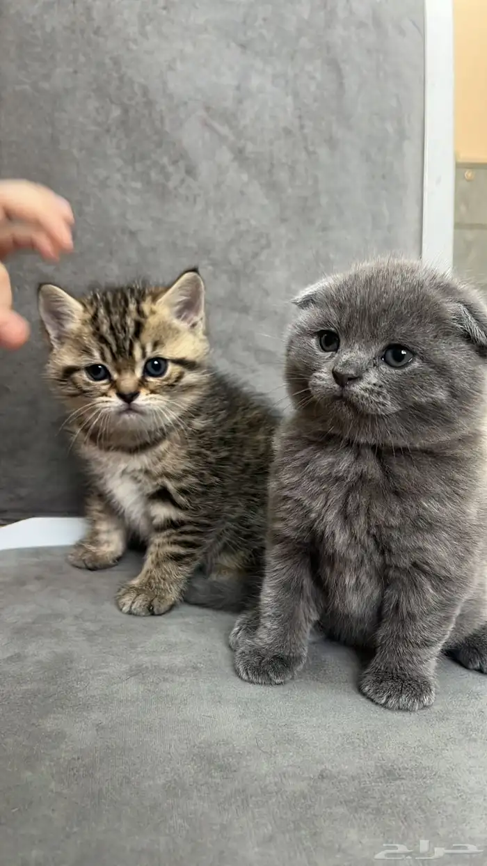 قطط للبيع المستعجل 1