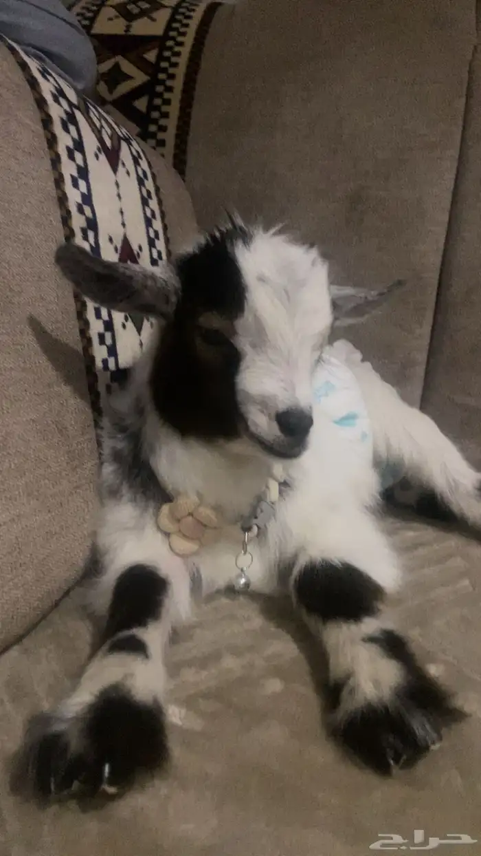 تيس قزم العمر شهر و عشرين يوم لعوبب جدا 1