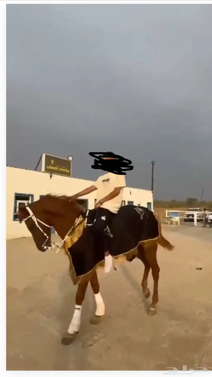 حصان شعبي شيخ 3