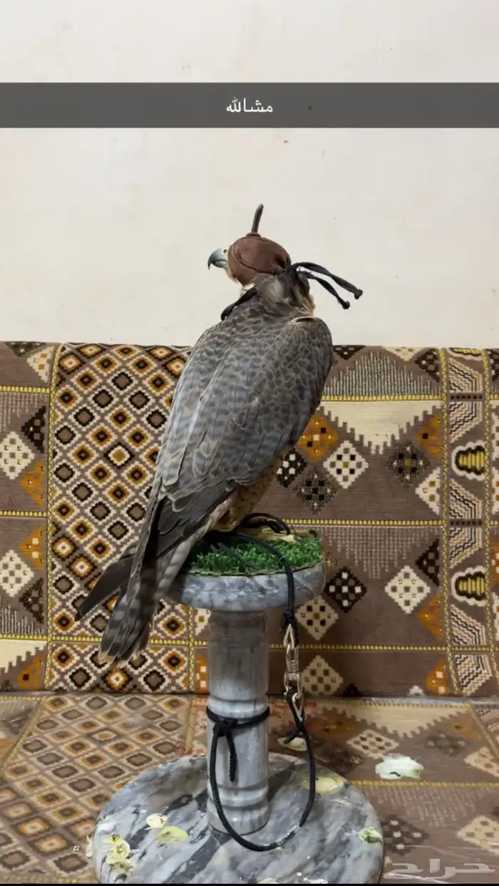 طير شيهانه 3