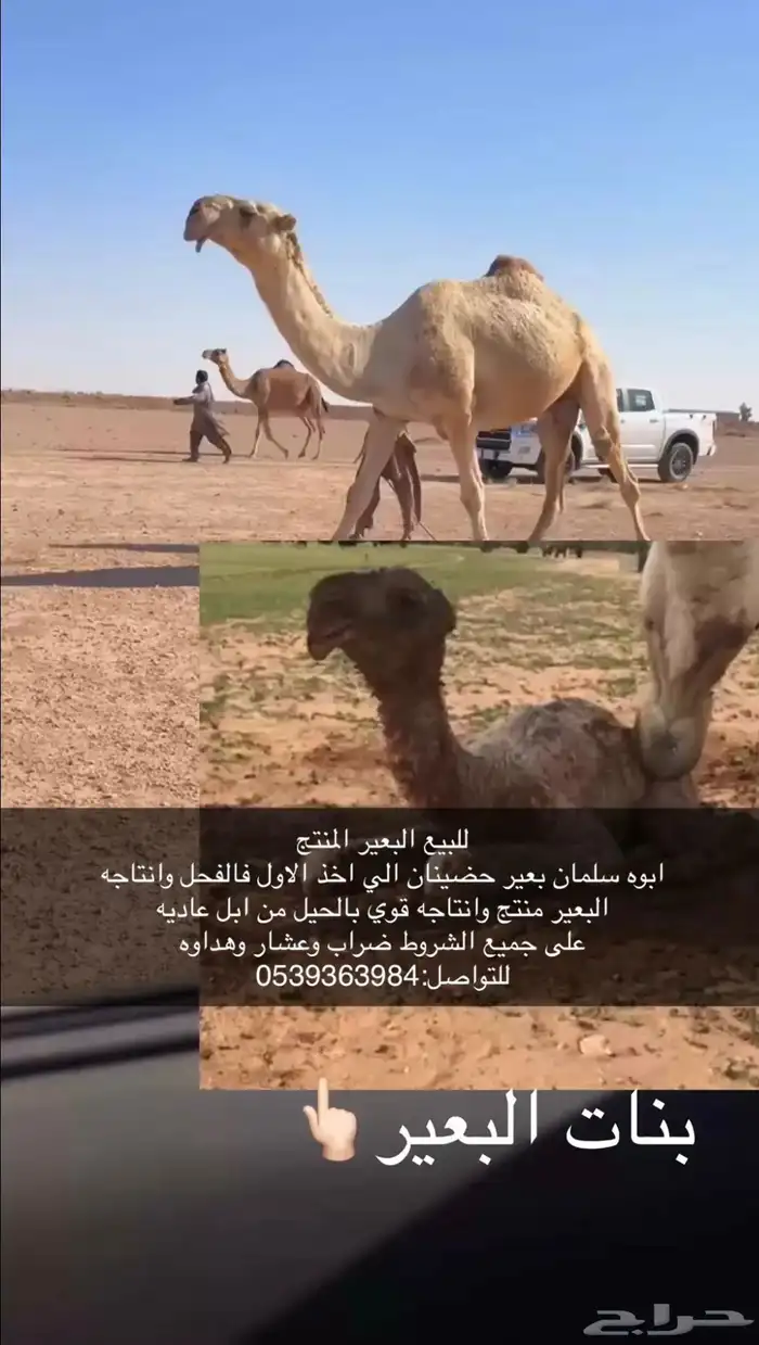 للبيع البعير المنتج 0