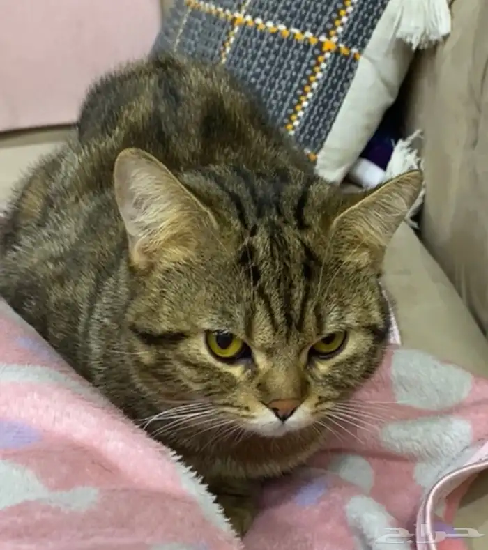 قط ضايع قطوه ضايعه 1